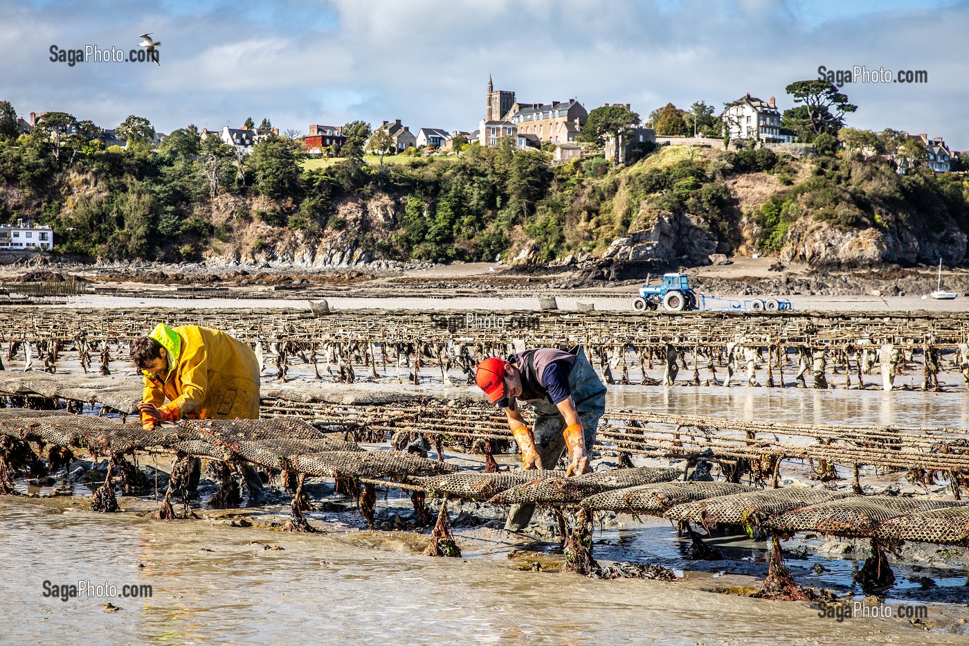 RAMASSAGE DES POCHES, PARCS A HUITRES, POINTE DU HOCK, CANCALE, ILLE-ET-VILAINE 