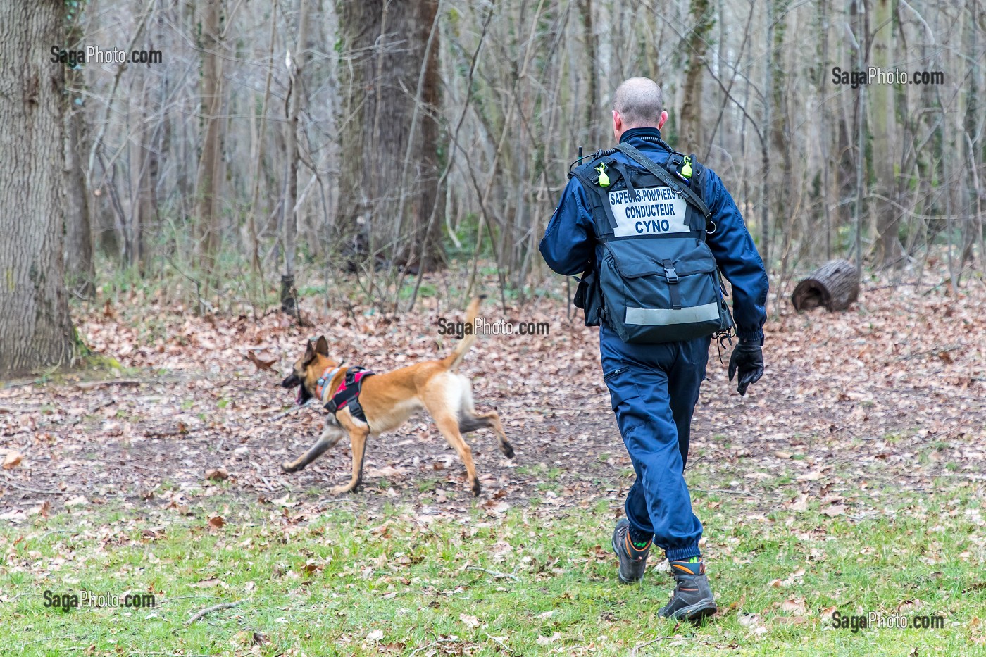 CONDUCTEUR CYNOTECHNIQUE ET SON CHIEN, BERGER BELGE MALINOIS, RECHERCHE DE PERSONNES EGAREES OU DISPARUES, SDIS 77, SEINE ET MARNE, ILE DE FRANCE 