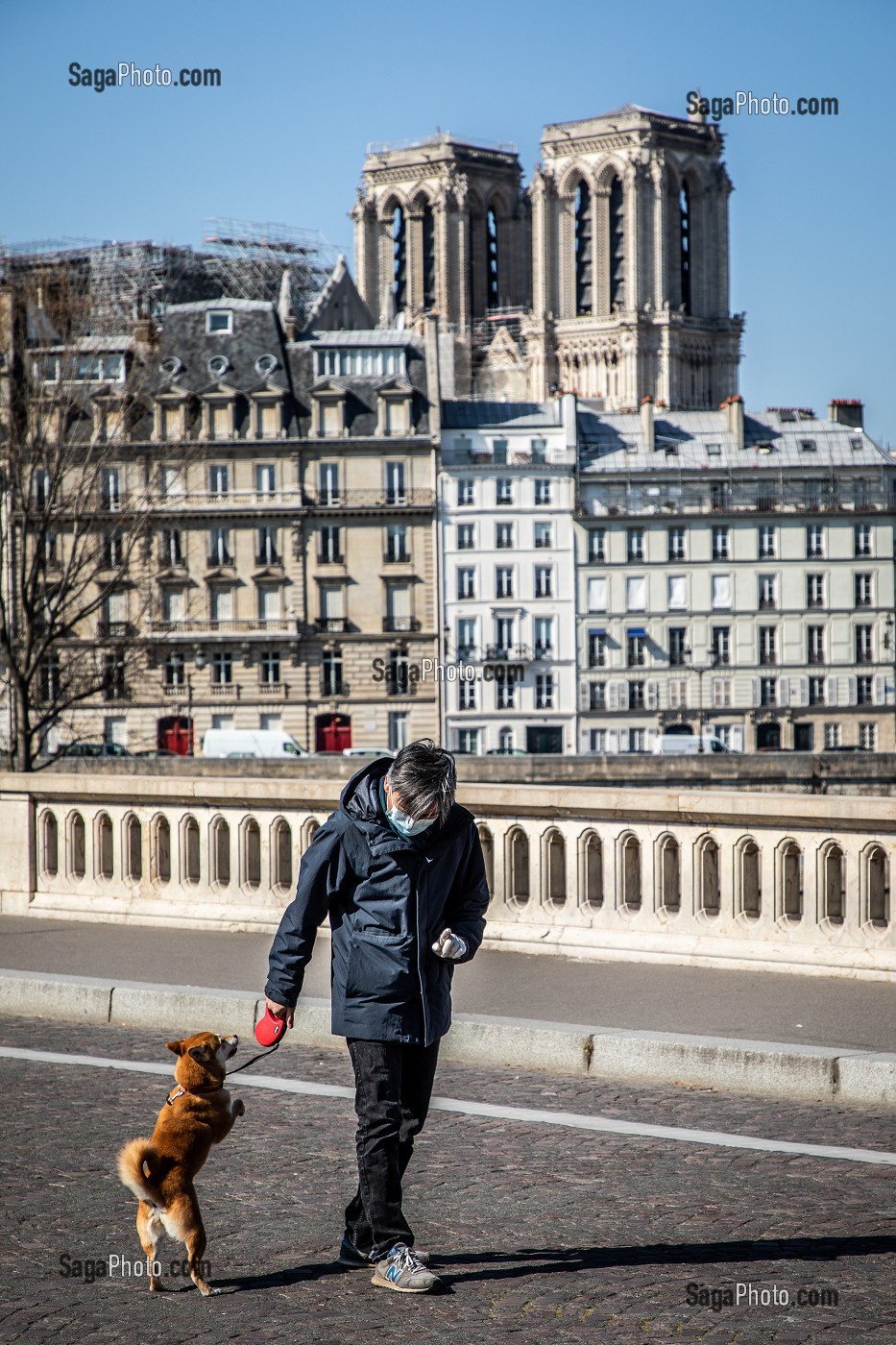 HOMME PROMENANT SON CHIEN AVEC UN MASQUE DEVANT NOTRE DAME ET L'ILE DE LA CITE, PONT LOUIS PHILIPPE, PARIS, 1ER ARRONDISSEMENT, ILE-DE-FRANCE  