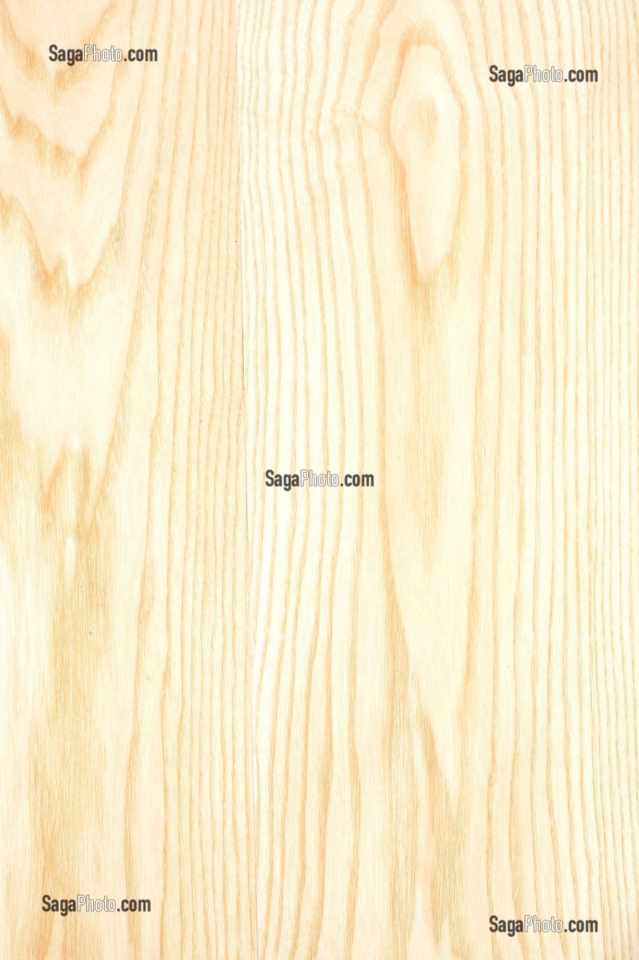FRENE, FRAXINUS 