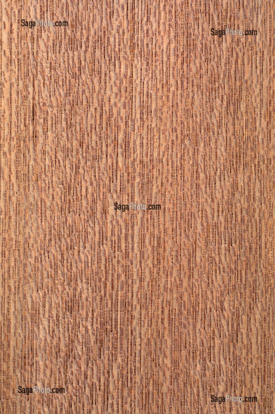 MERANTI ROUGE, SHOREA SPP 