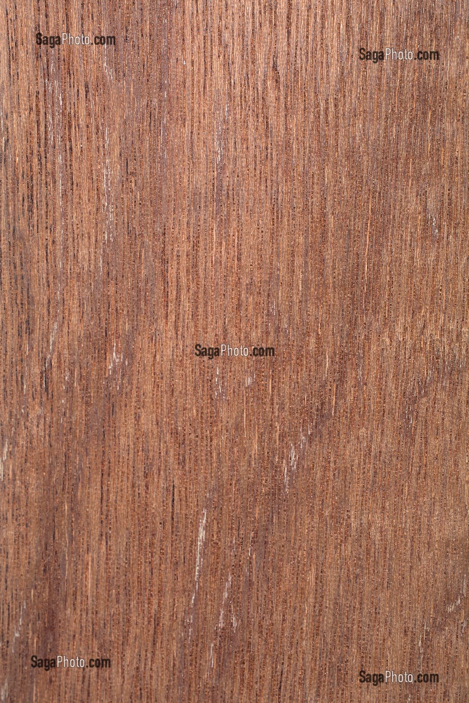 MERANTI ROUGE FONCE, SHOREA SPP 