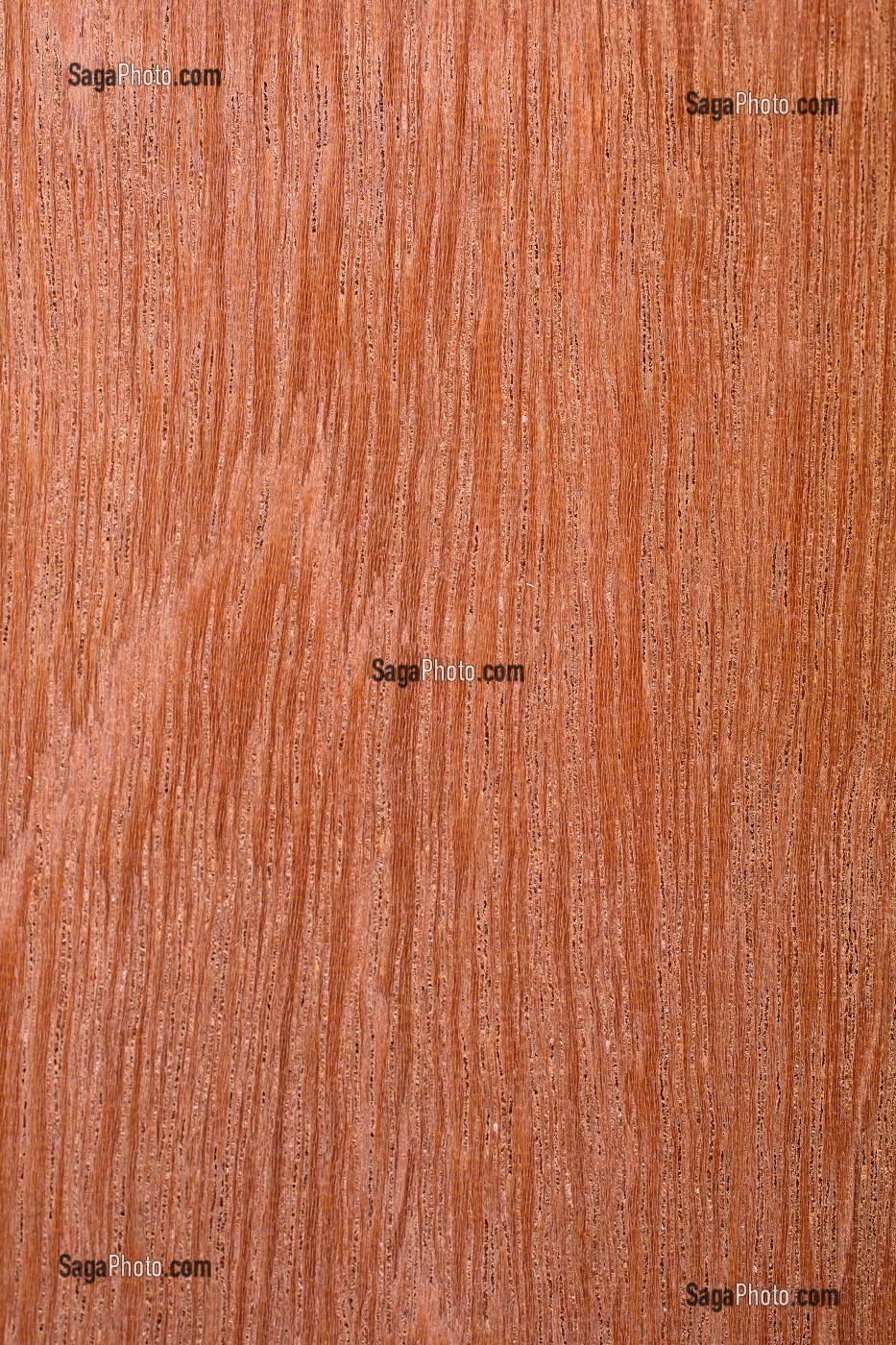 KAPUR, DRYOBALANOPS SPP 