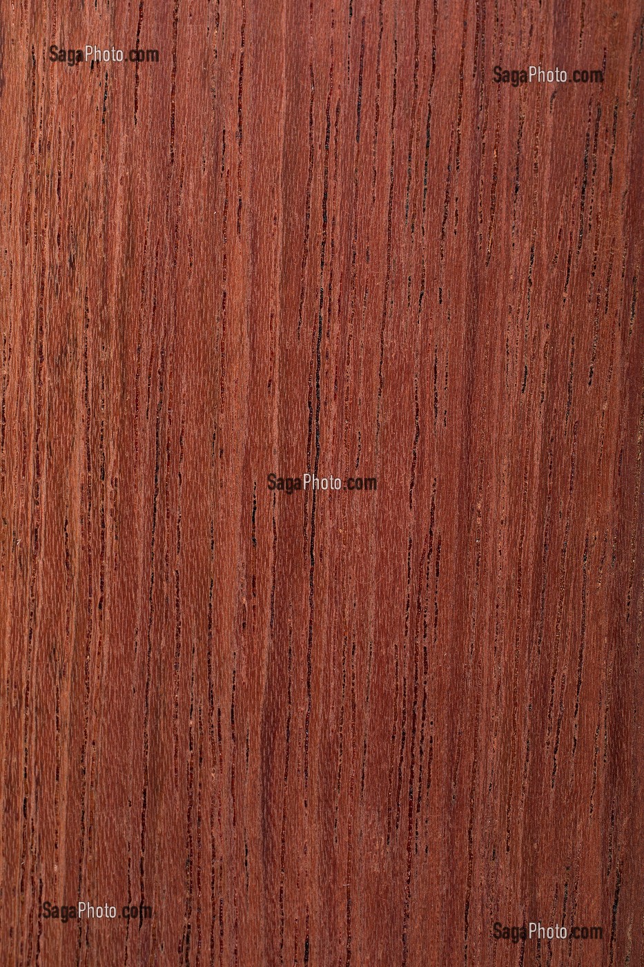 JATOBA, HYMENAEA COURBARIL 