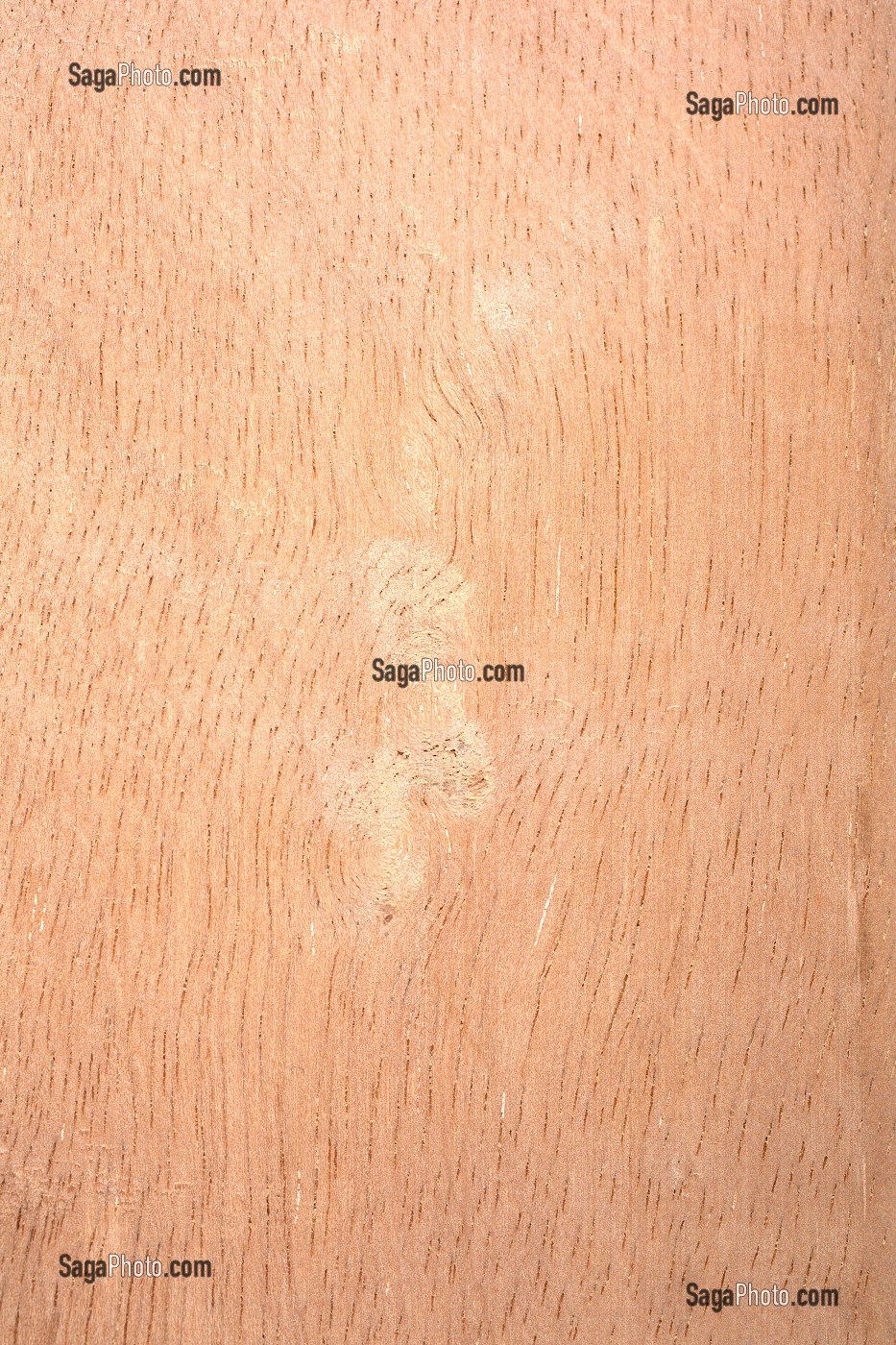 CURUPIXA, MICROPHOLIS SPP 