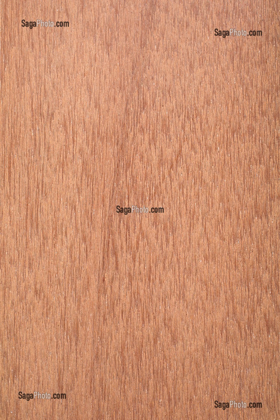 KAPUR, DRYOBALANOPS SPP 