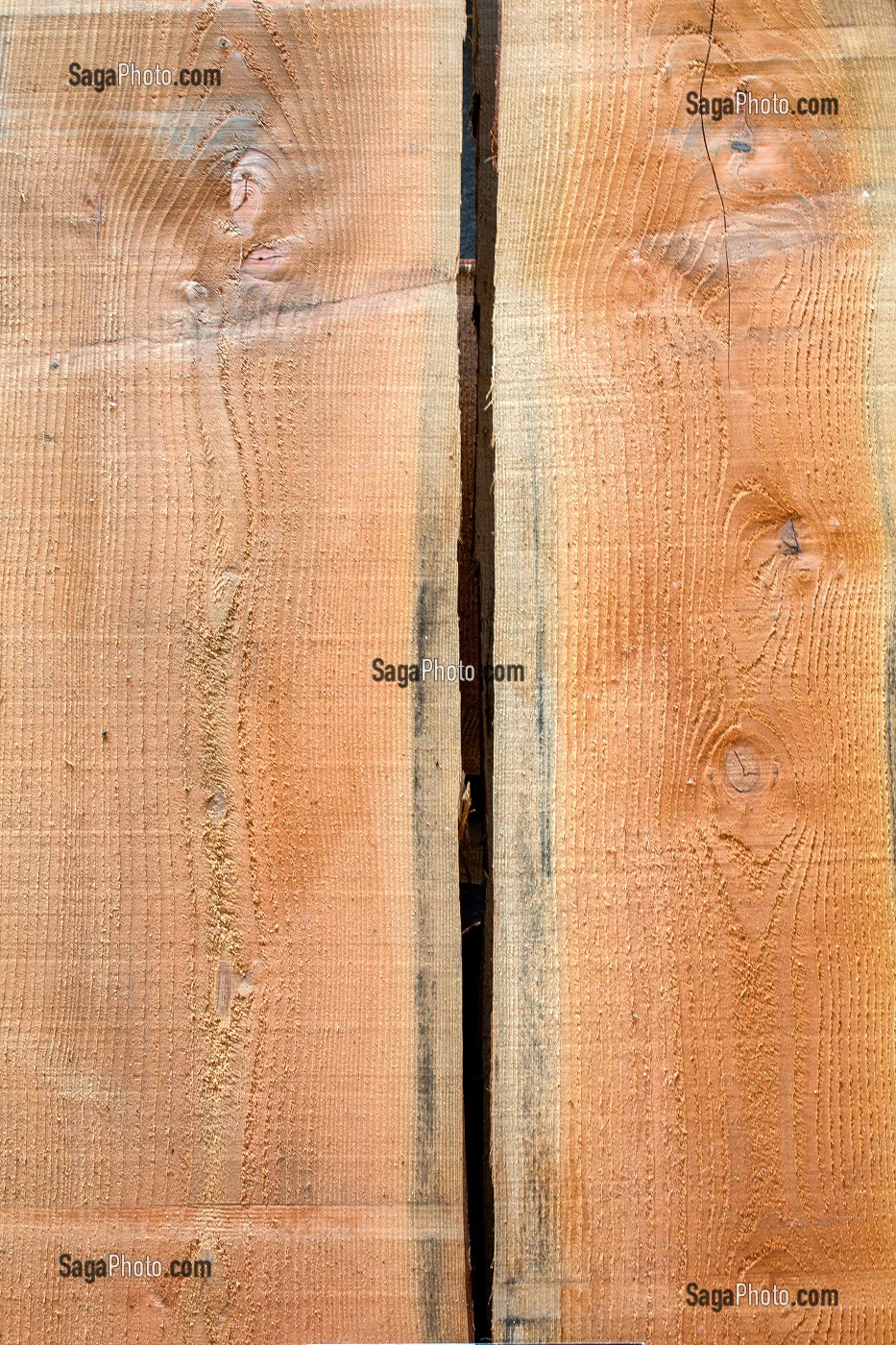 PAIN DOUGLAS, PSEUDOTSUGA MENZIESII 