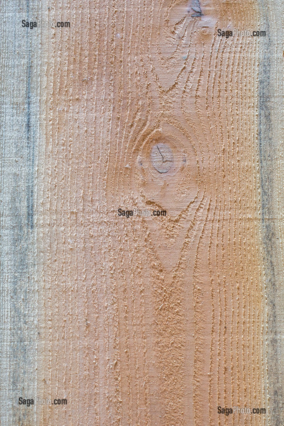 PAIN DOUGLAS, PSEUDOTSUGA MENZIESII 