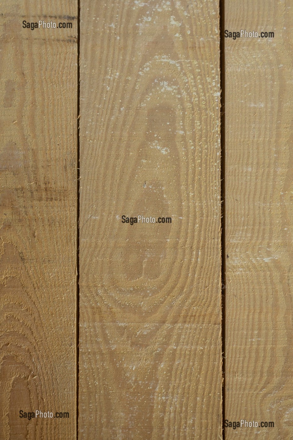 PIN D'AMERIQUE, YELLOW PINE, PINUS SPP 