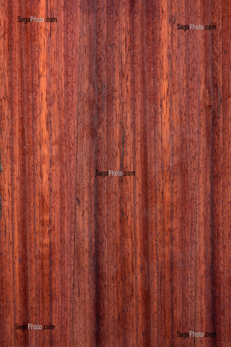 PADOUK, CORAIL, PTEROCARPUS SAYAUXII 