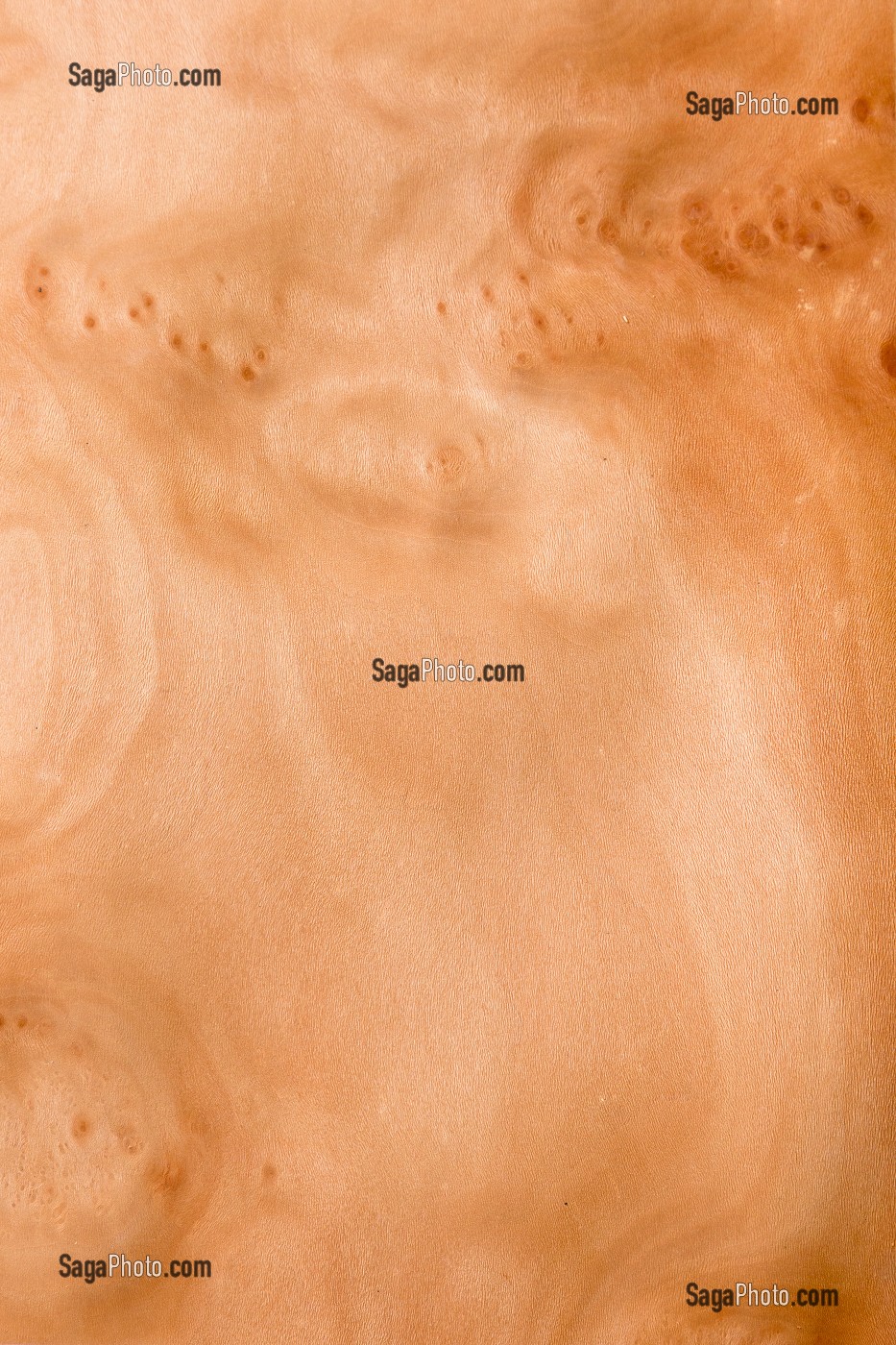 PLATANE COMMUN, PLATANUS X HISPANICA 