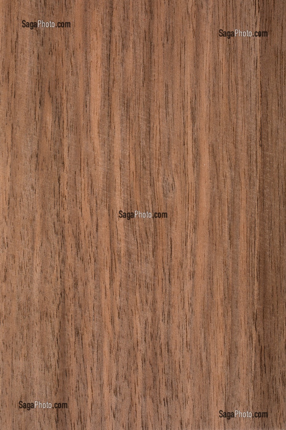 NOYER PARQUET, JUGLANS REGIA 
