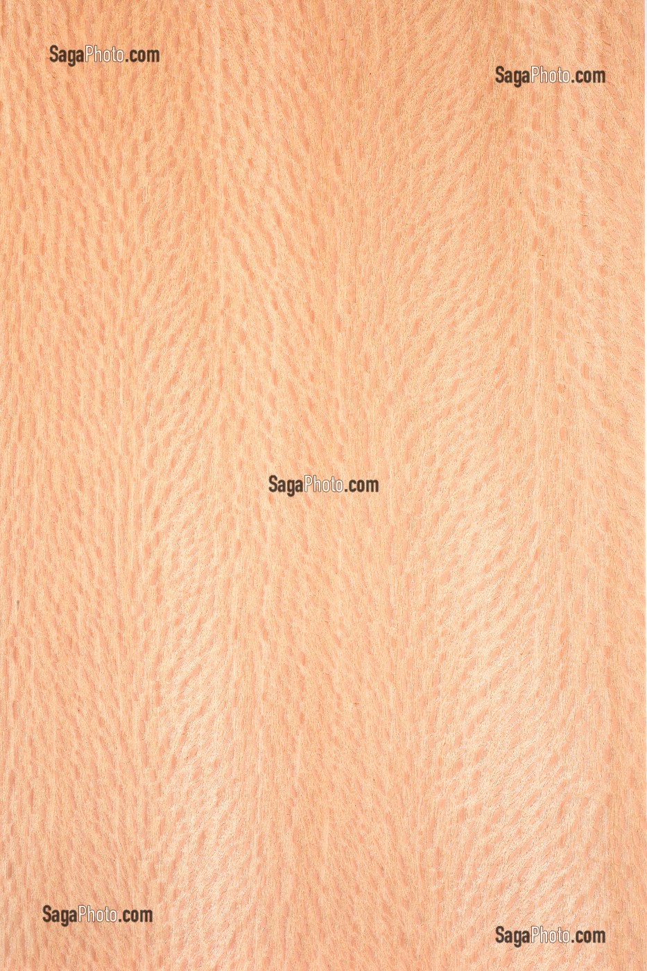 PLATANE, PLATANUS X HISPANICA 