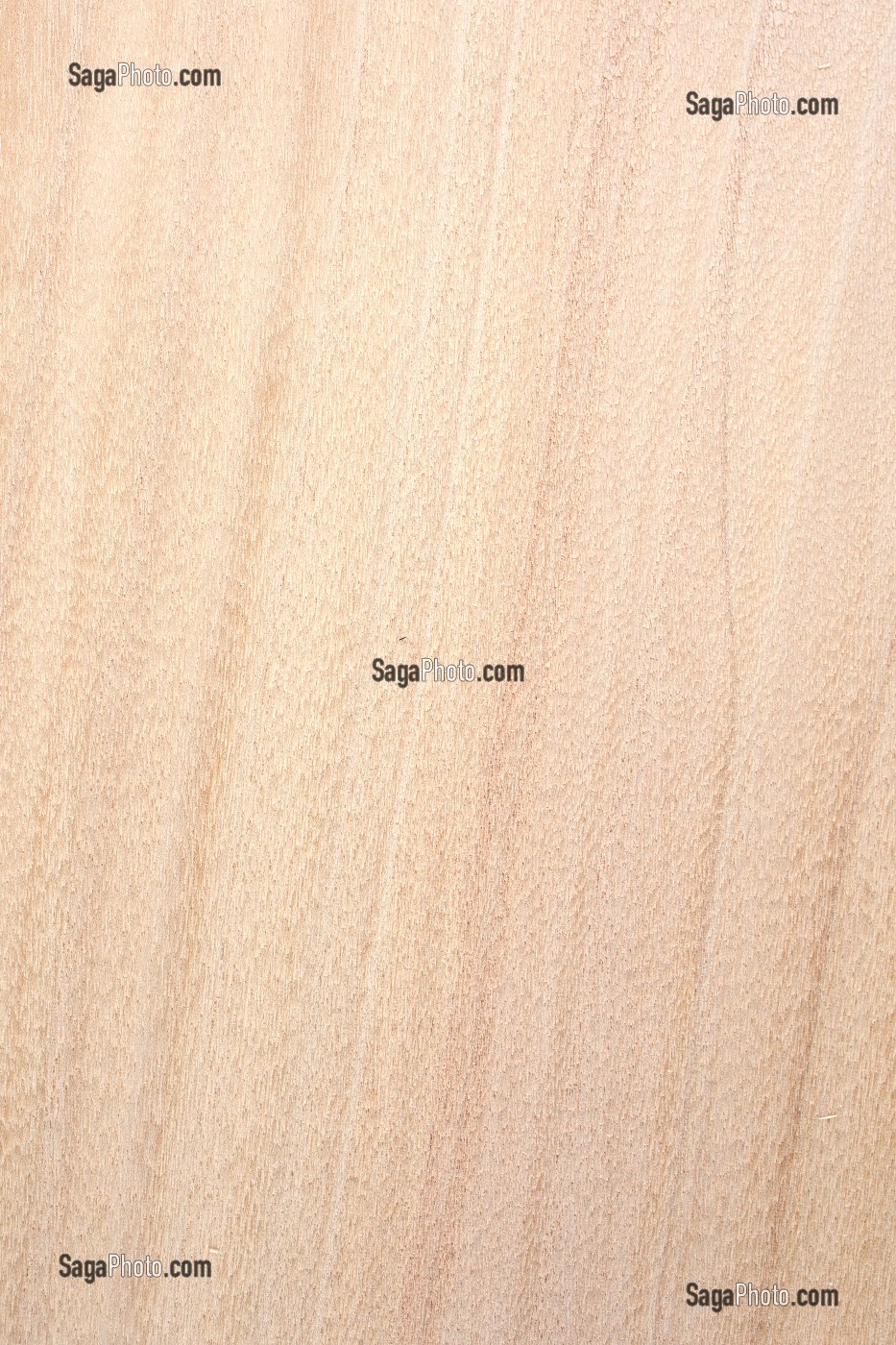 PEUPLIER US NORD, POPULUS SPP 