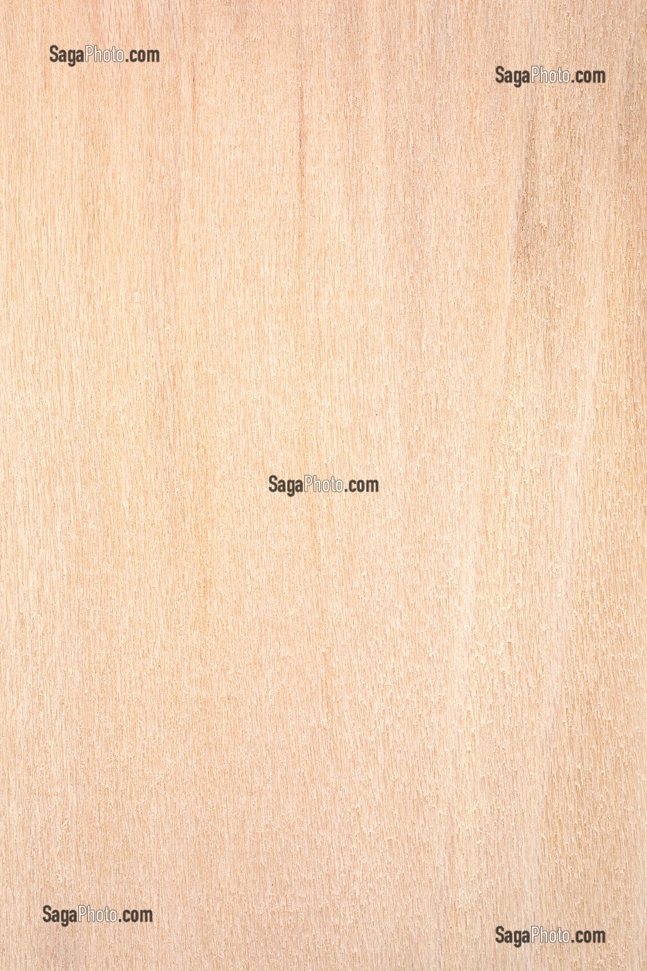 PLATANE OCCIDENTAL, SYCOMORE, PLATANUS OCCIDENTALIS 