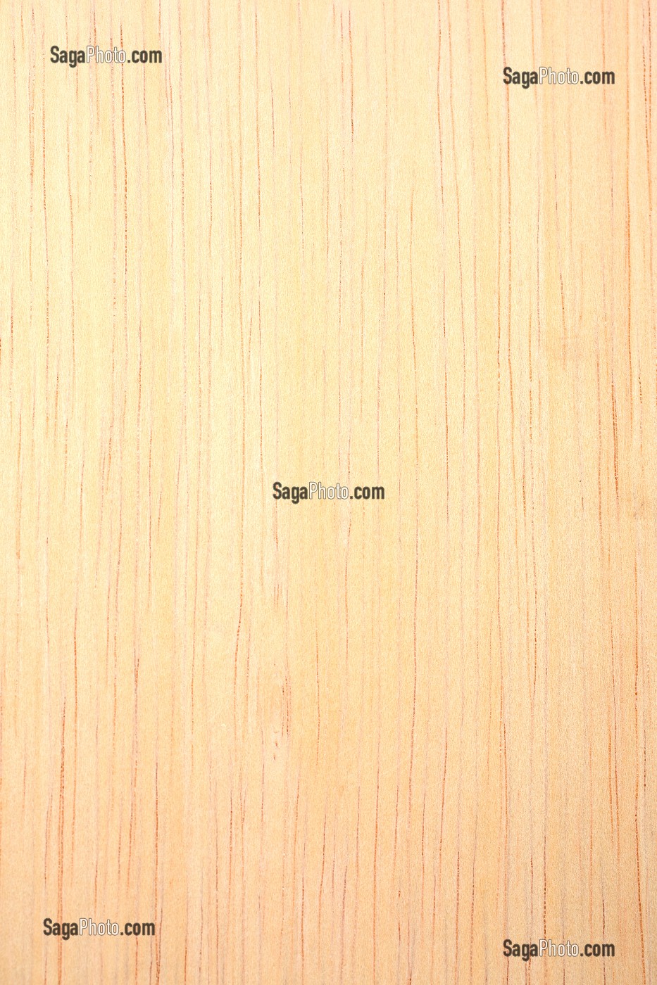 RAMIN, GONYSTYLUS SPP 