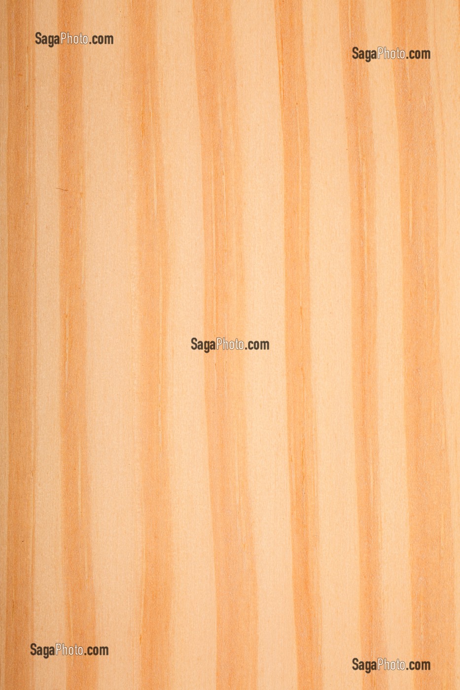 PIN D'AMERIQUE, PIN DE CAROLINE, YELLOW PINE, PINUS SP 