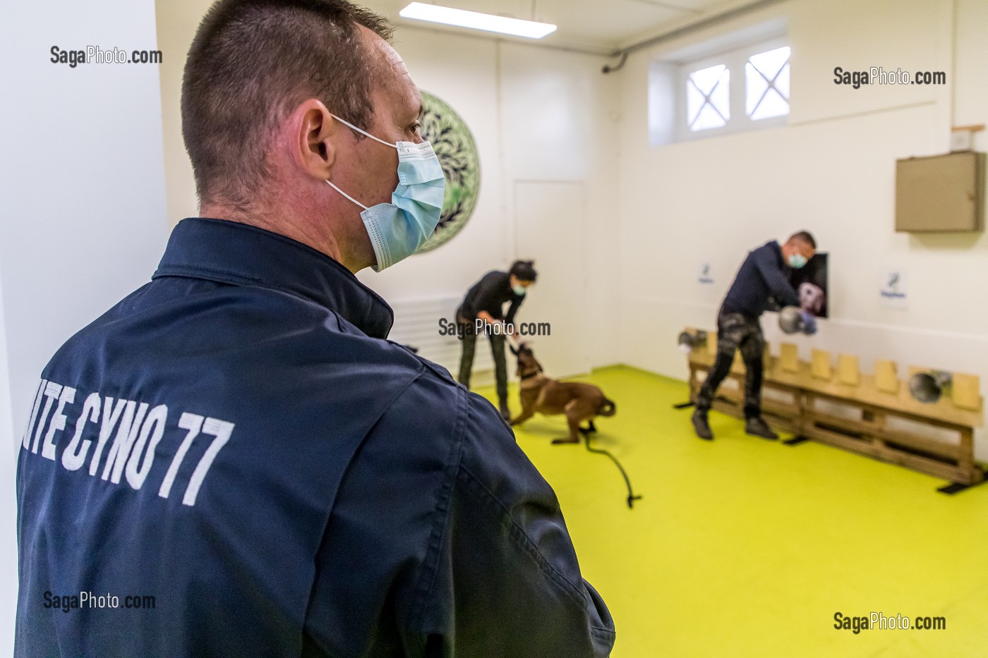 EXPERIMENTATION SUR LA DETECTION DU COVID 19 PAR DES CHIENS SAPEURS POMPIERS  ECOLE VETERINAIRE, MAISONS-ALFORT, VAL DE MARNE, ILE DE FRANCE, FRANCE, EUROPE 