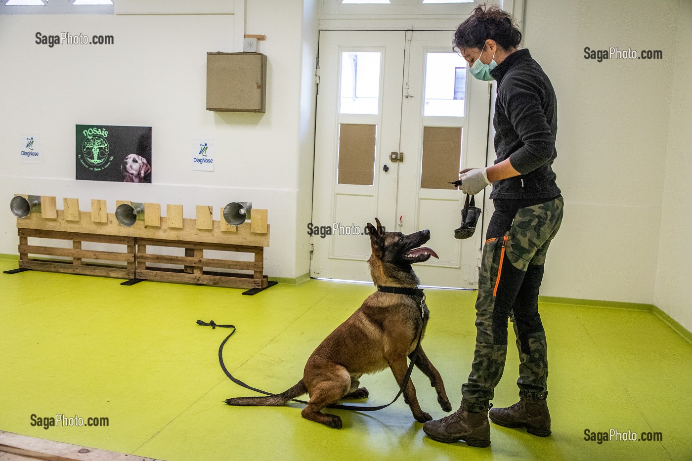 EXPERIMENTATION SUR LA DETECTION DU COVID 19 PAR DES CHIENS SAPEURS POMPIERS  ECOLE VETERINAIRE, MAISONS-ALFORT, VAL DE MARNE, ILE DE FRANCE, FRANCE, EUROPE 