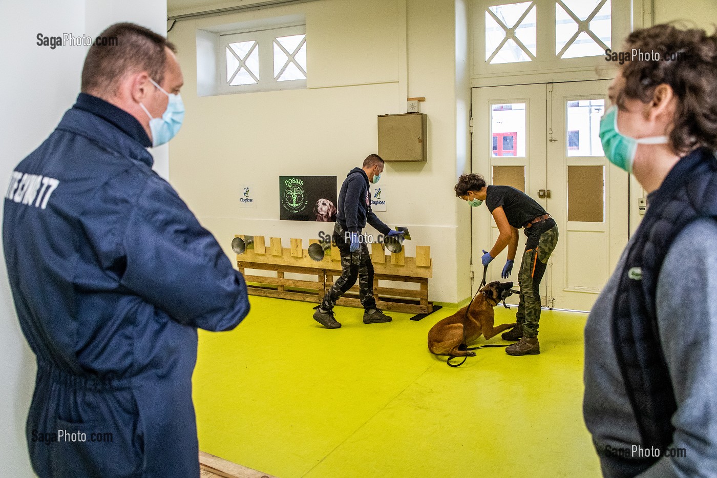 EXPERIMENTATION SUR LA DETECTION DU COVID 19 PAR DES CHIENS SAPEURS POMPIERS  ECOLE VETERINAIRE, MAISONS-ALFORT, VAL DE MARNE, ILE DE FRANCE, FRANCE, EUROPE 