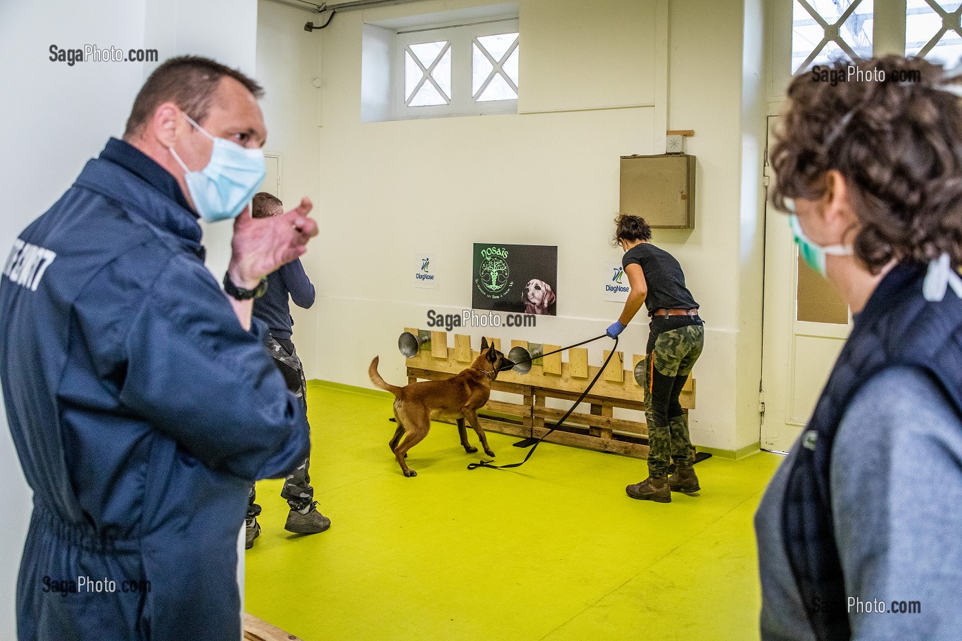 EXPERIMENTATION SUR LA DETECTION DU COVID 19 PAR DES CHIENS SAPEURS POMPIERS  ECOLE VETERINAIRE, MAISONS-ALFORT, VAL DE MARNE, ILE DE FRANCE, FRANCE, EUROPE 