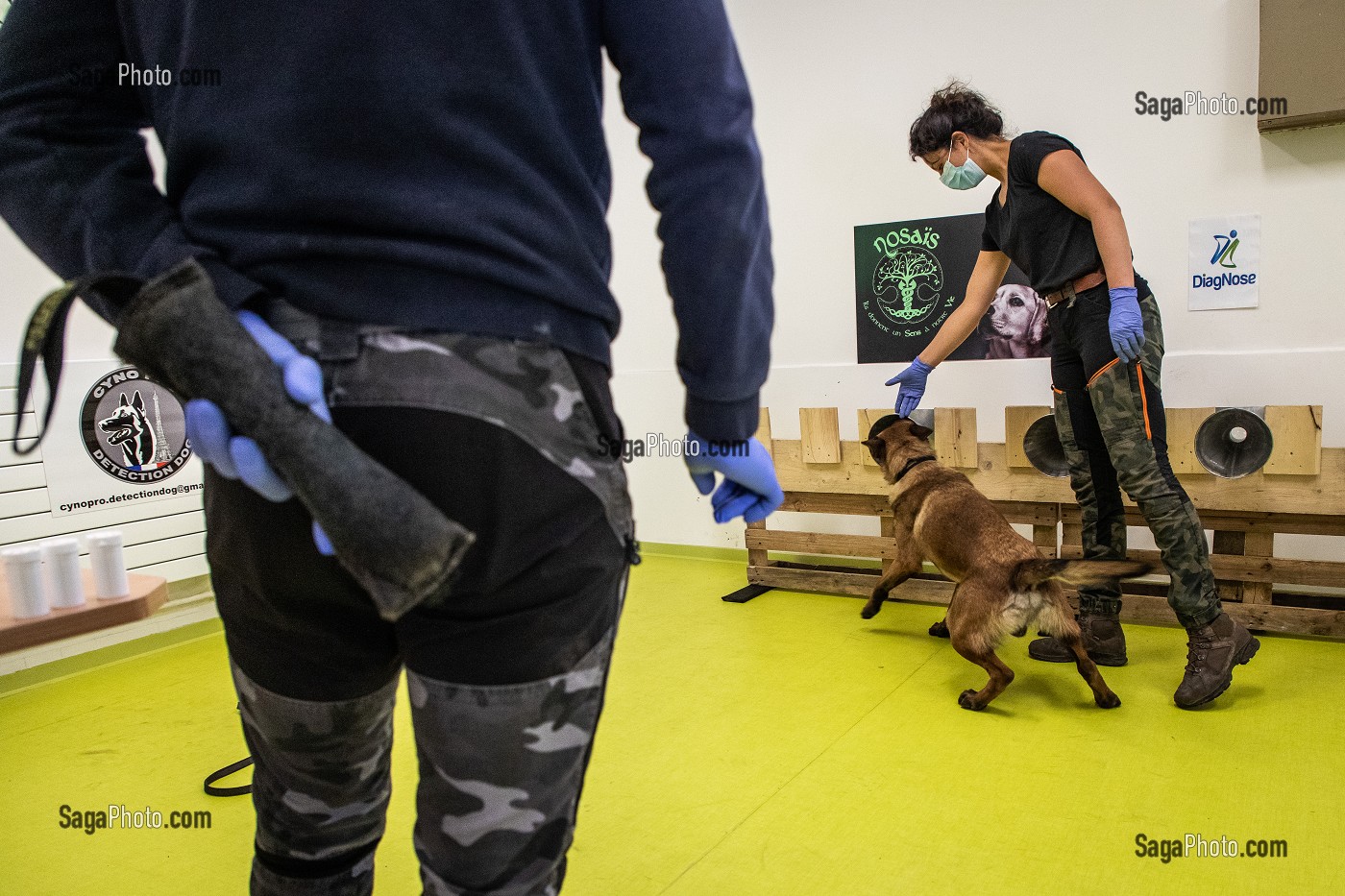 EXPERIMENTATION SUR LA DETECTION DU COVID 19 PAR DES CHIENS SAPEURS POMPIERS  ECOLE VETERINAIRE, MAISONS-ALFORT, VAL DE MARNE, ILE DE FRANCE, FRANCE, EUROPE 