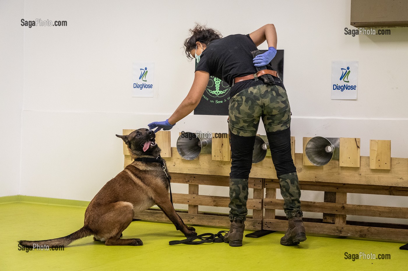 EXPERIMENTATION SUR LA DETECTION DU COVID 19 PAR DES CHIENS SAPEURS POMPIERS  ECOLE VETERINAIRE, MAISONS-ALFORT, VAL DE MARNE, ILE DE FRANCE, FRANCE, EUROPE 