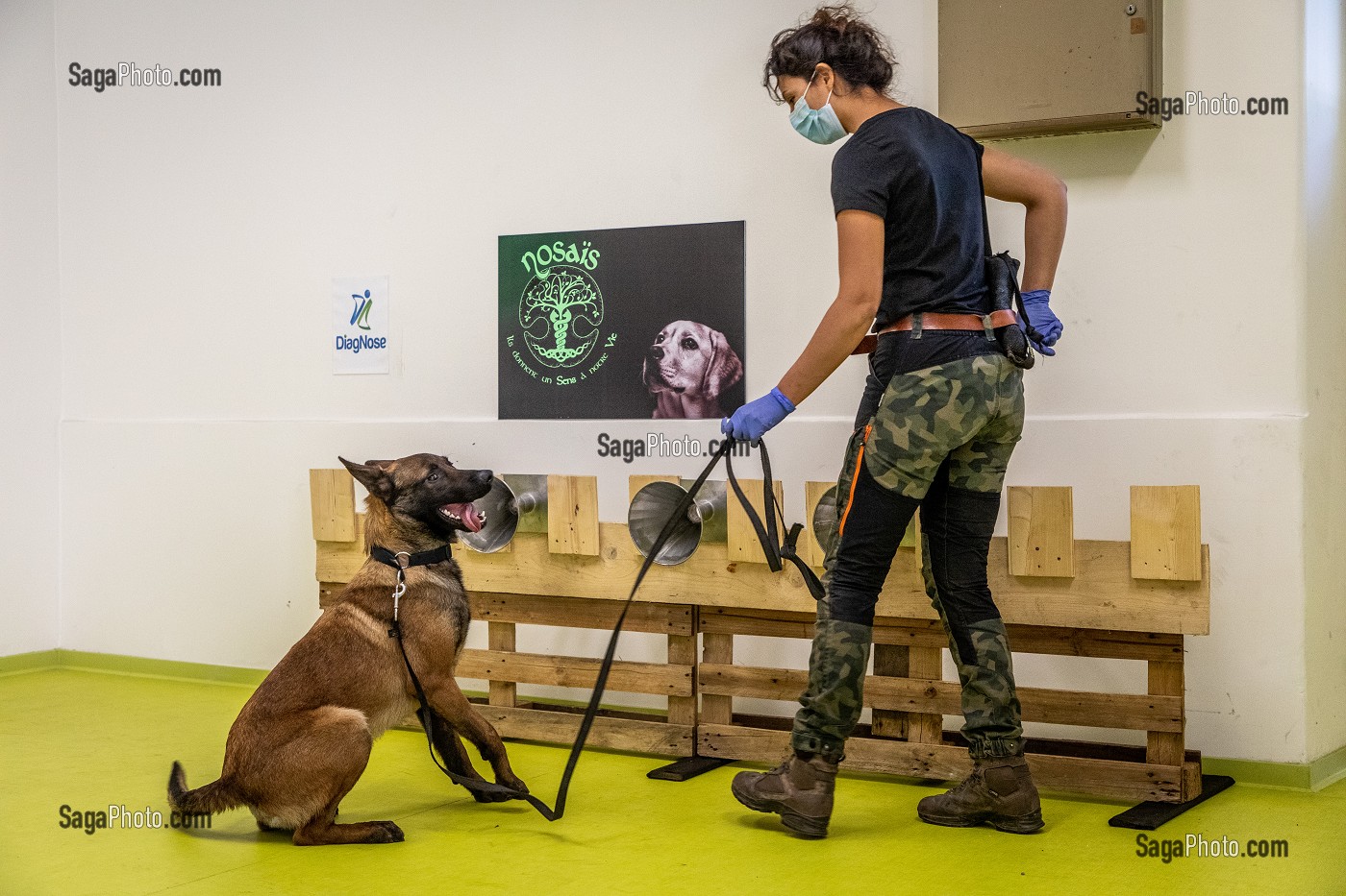 EXPERIMENTATION SUR LA DETECTION DU COVID 19 PAR DES CHIENS SAPEURS POMPIERS  ECOLE VETERINAIRE, MAISONS-ALFORT, VAL DE MARNE, ILE DE FRANCE, FRANCE, EUROPE 