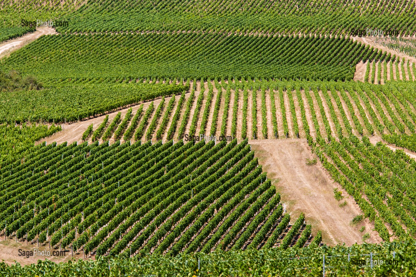 VIGNOBLE, IRANCY, YONNE, BOURGOGNE, FRANCE 