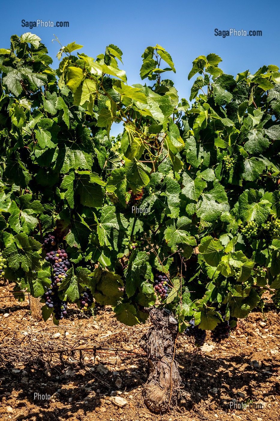 VIGNOBLE, IRANCY, YONNE, BOURGOGNE, FRANCE 