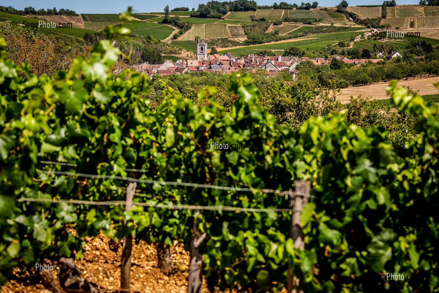 VIGNOBLE, IRANCY, YONNE, BOURGOGNE, FRANCE 