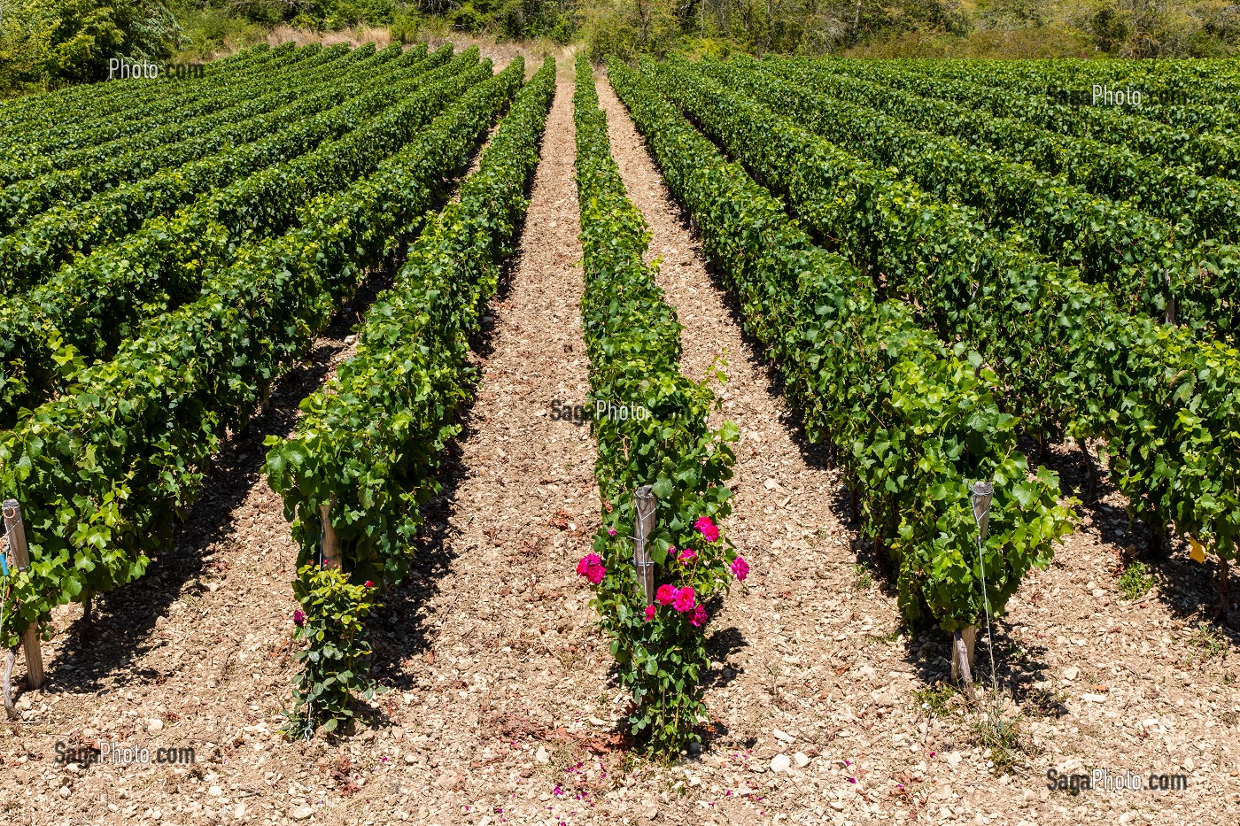 VIGNOBLE, IRANCY, YONNE, BOURGOGNE, FRANCE 