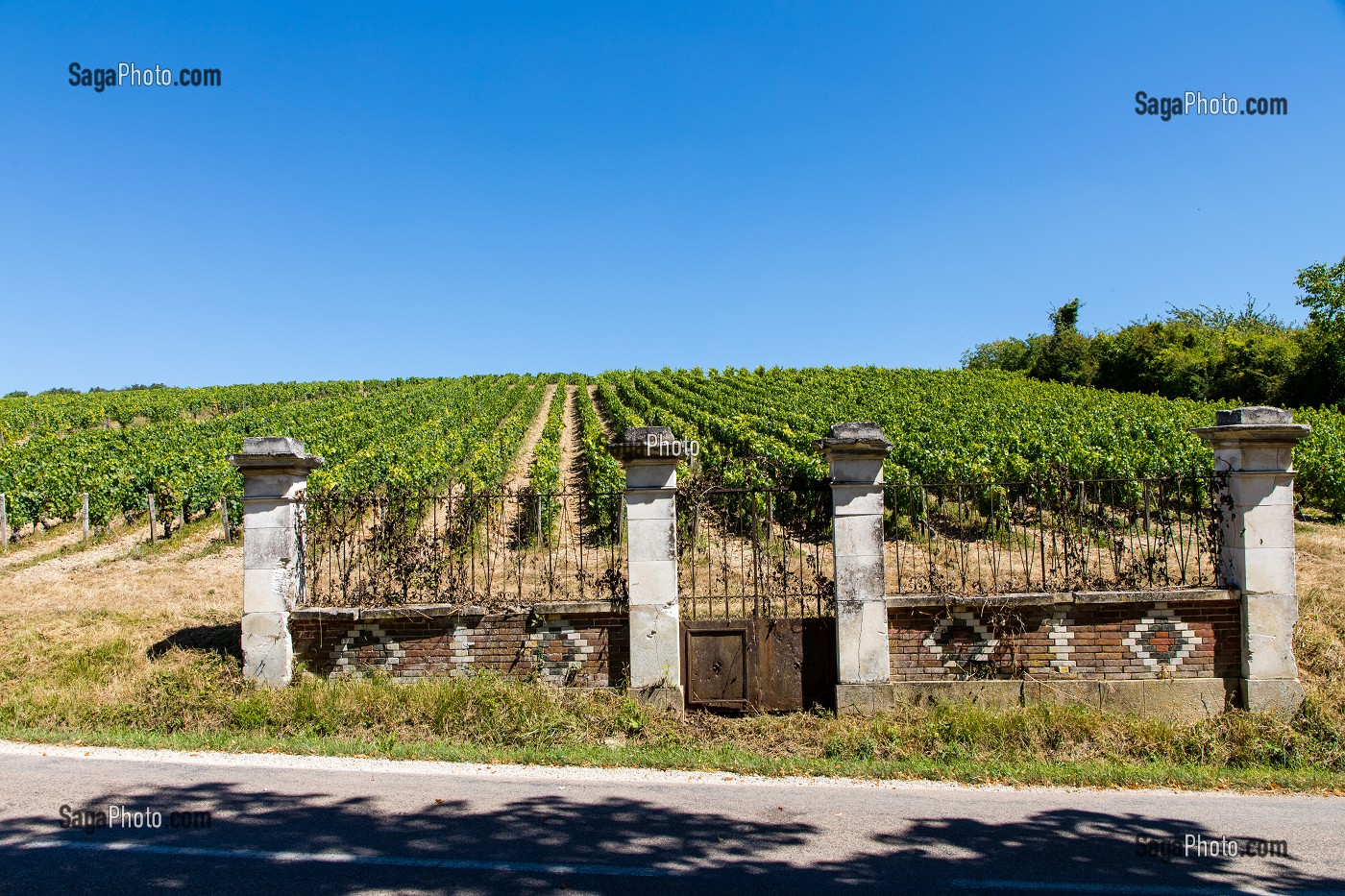 VIGNOBLE, IRANCY, YONNE, BOURGOGNE, FRANCE 