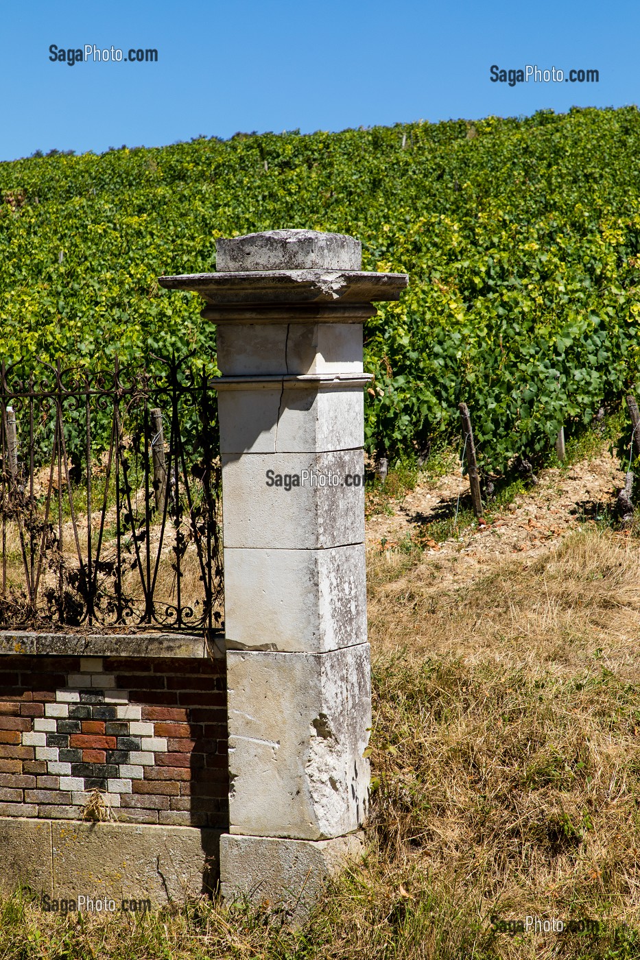 VIGNOBLE, IRANCY, YONNE, BOURGOGNE, FRANCE 