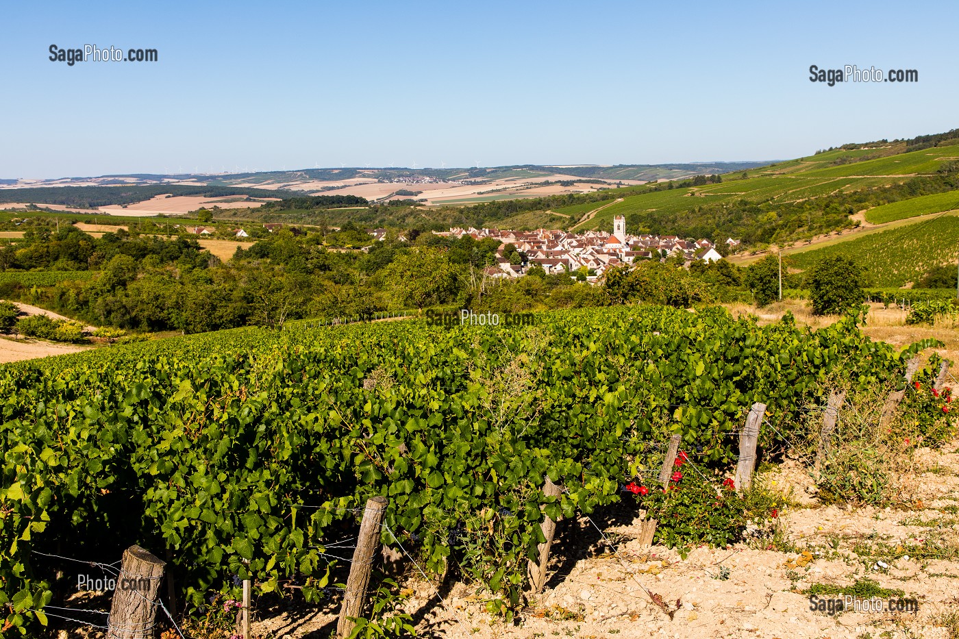 VIGNOBLE, IRANCY, YONNE, BOURGOGNE, FRANCE 