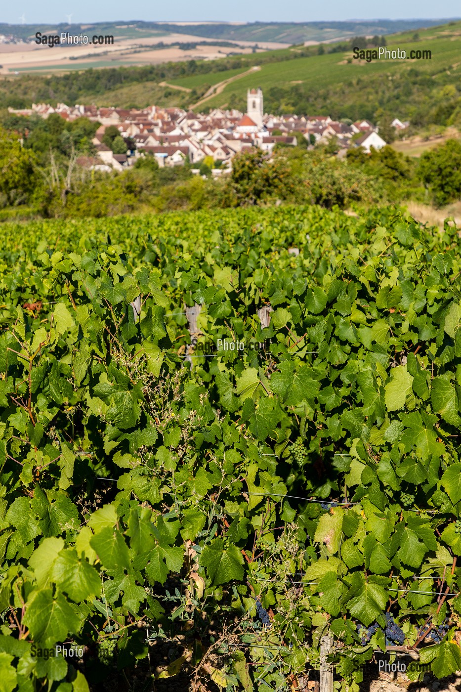 VIGNOBLE, IRANCY, YONNE, BOURGOGNE, FRANCE 