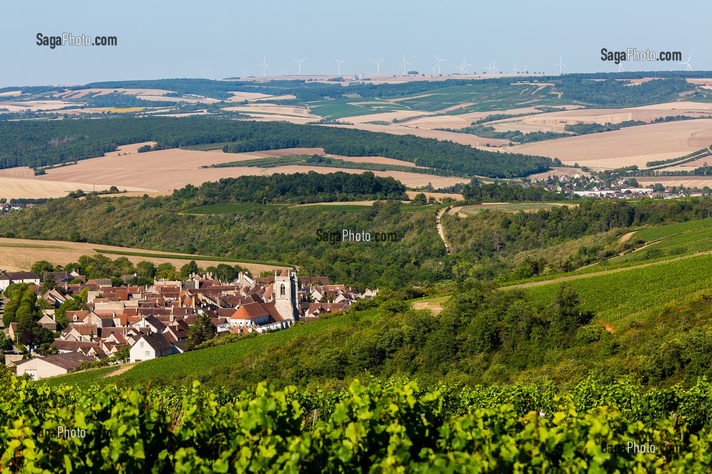 VIGNOBLE, IRANCY, YONNE, BOURGOGNE, FRANCE 