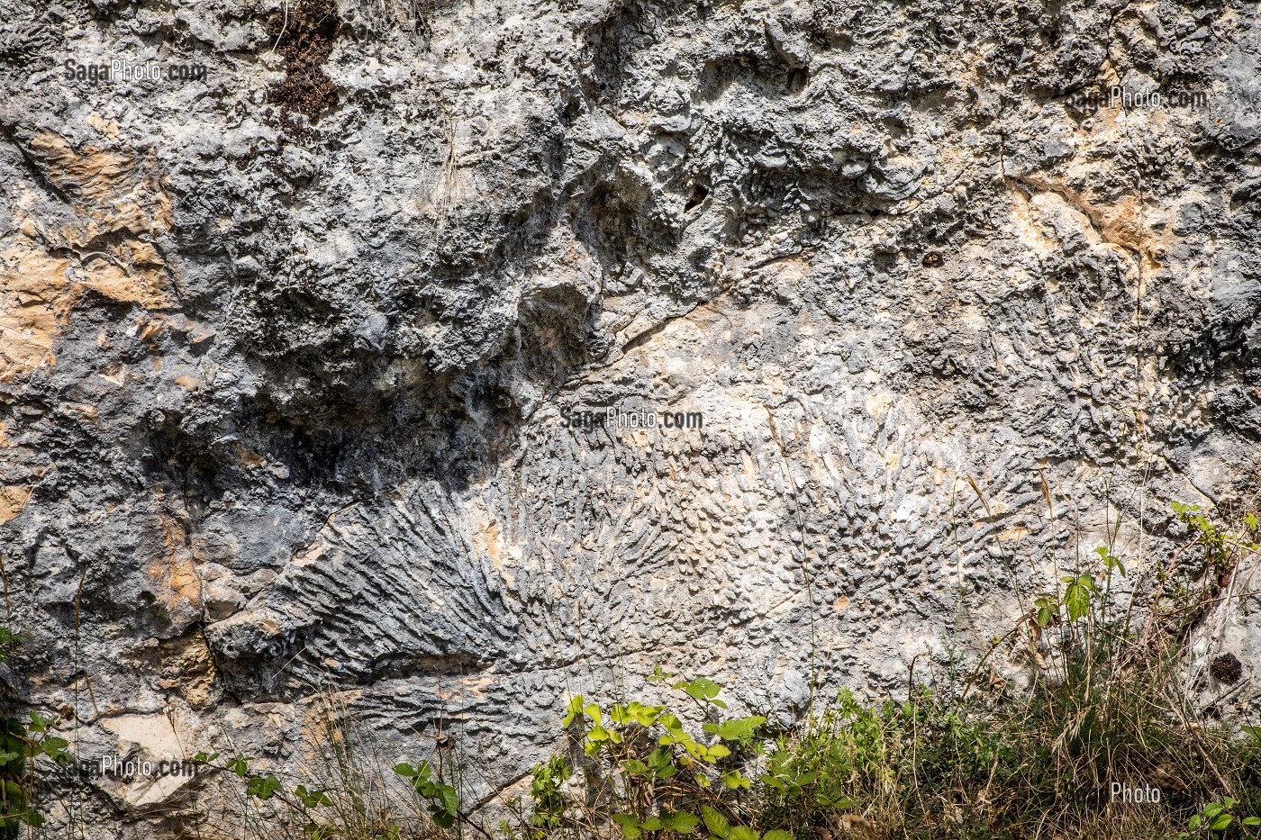 FOSSILES DE CORAUX DE PRES DE 150 000 D’ANNEES FIGES DANS LA PIERRE, RESERVE NATURELLE DU BOIS DU PARC, ZONE NATURA 2000, MERRY SUR YONNE, YONNE, BOURGOGNE, FRANCE 