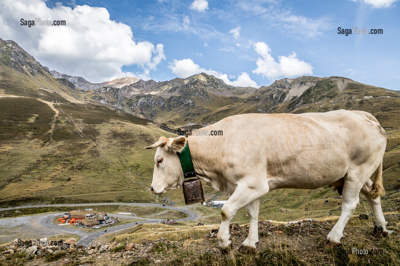 VACHE DE RACE BLONDE D'AQUITAINE EN ESTIVE, BAREGES, SUR LES CONTREFORTS DU TOURMALET, PIC DU MIDI DE BIGORRE, BAGNERES DE BIGORRE, HAUTES PYRENEES, MIDI PYRENEES, OCCITANIE, FRANCE 