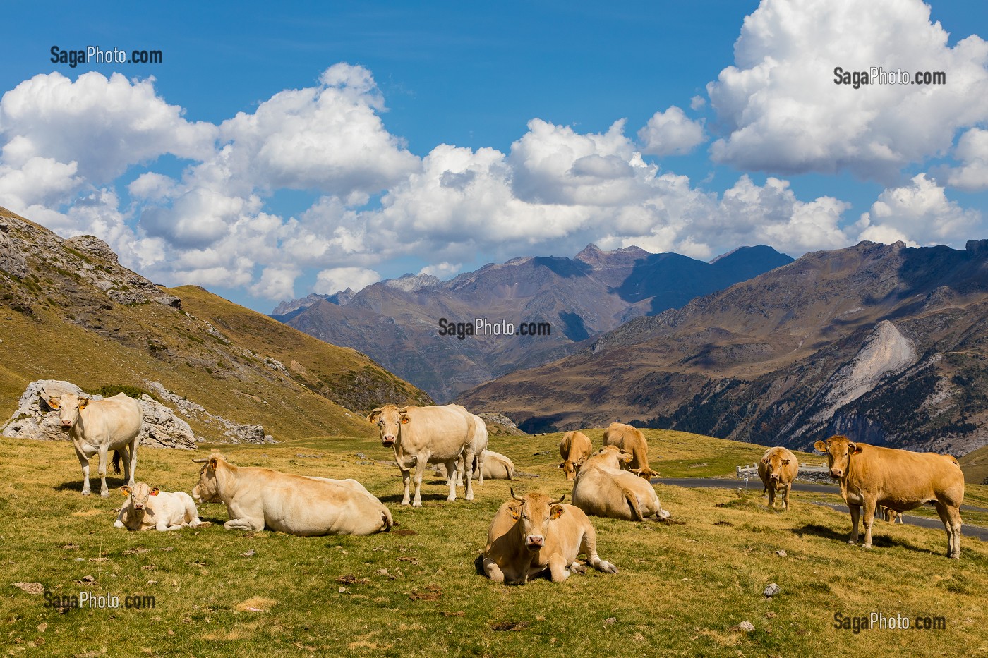 VACHE DE RACE BLONDE D'AQUITAINE EN ESTIVE, CAUTERETS, HAUTES PYRENEES, MIDI PYRENEES, OCCITANIE, FRANCE 