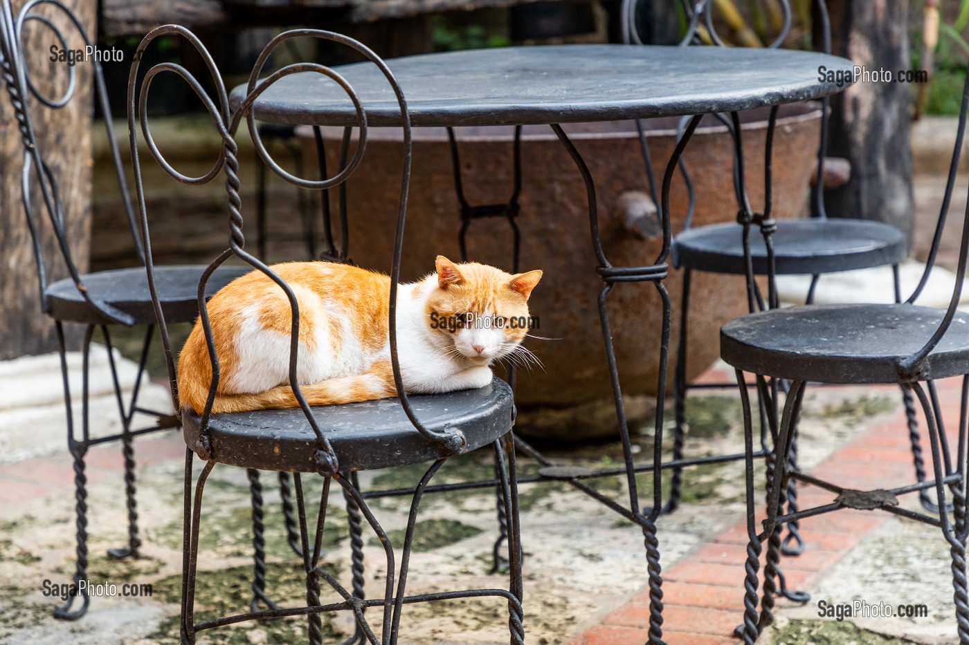 CHAT DANS PATIO, MUSEE DU RHUM, QUARTIER COLONIAL, CLASSE AU PATRIMOINE MONDIAL DE L'UNESCO, SAINT DOMINGUE, SANTO DOMINGO, REPUBLIQUE DOMINICAINE 