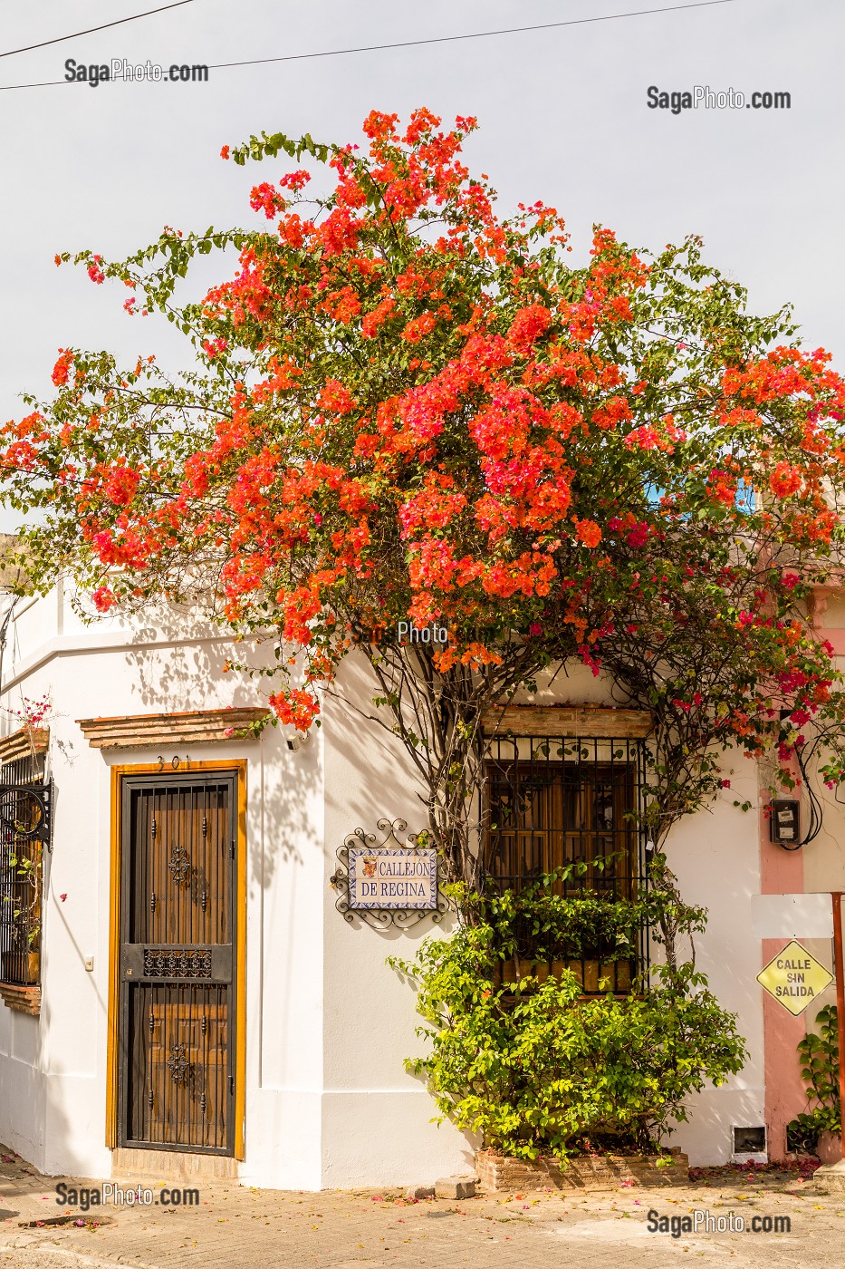 BOUGAINVILLIERS, QUARTIER COLONIAL, CLASSE AU PATRIMOINE MONDIAL DE L'UNESCO, SAINT DOMINGUE, SANTO DOMINGO, REPUBLIQUE DOMINICAINE 