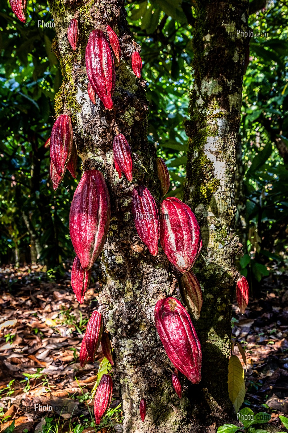 CABOSSE DE CACAO, PLANTATION EL SENDERO DEL CACAO, HACIENDA LA ESMERALDA LAS PAJAS, SAN FRANCISCO DE MACORIS, REPUBLIQUE DOMINICAINE 