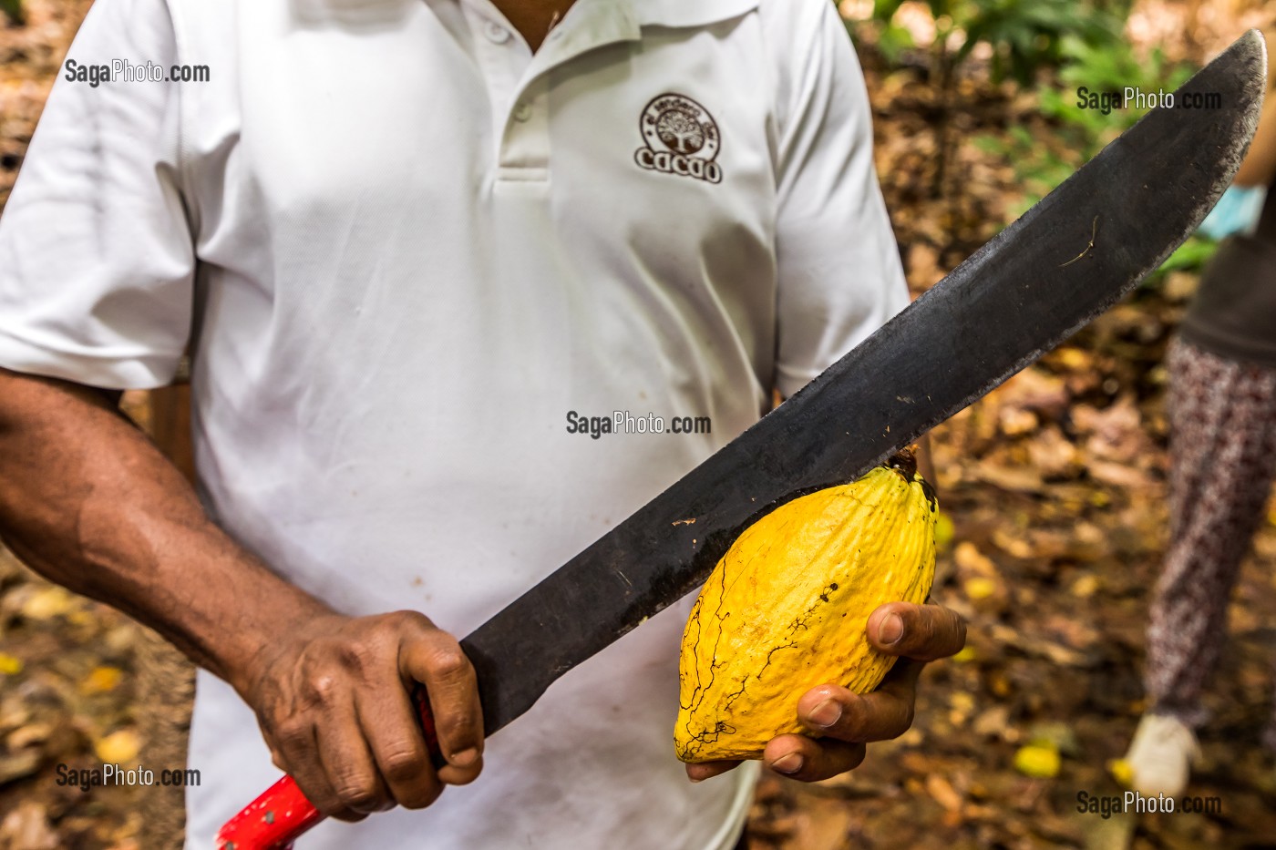 CABOSSE DE CACAO, PLANTATION EL SENDERO DEL CACAO, HACIENDA LA ESMERALDA LAS PAJAS, SAN FRANCISCO DE MACORIS, REPUBLIQUE DOMINICAINE 