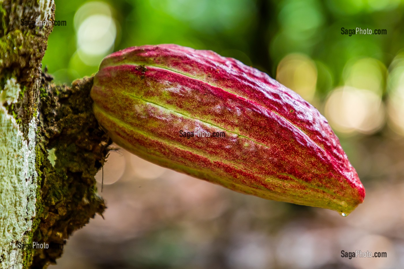 CABOSSE DE CACAO, PLANTATION EL SENDERO DEL CACAO, HACIENDA LA ESMERALDA LAS PAJAS, SAN FRANCISCO DE MACORIS, REPUBLIQUE DOMINICAINE 