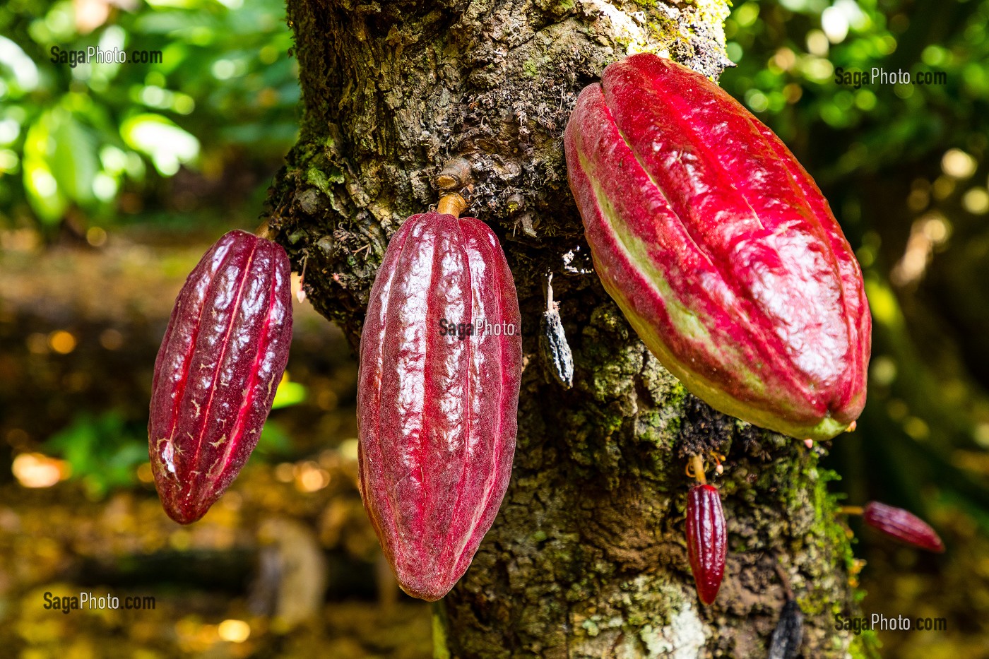 CABOSSE DE CACAO, PLANTATION EL SENDERO DEL CACAO, HACIENDA LA ESMERALDA LAS PAJAS, SAN FRANCISCO DE MACORIS, REPUBLIQUE DOMINICAINE 