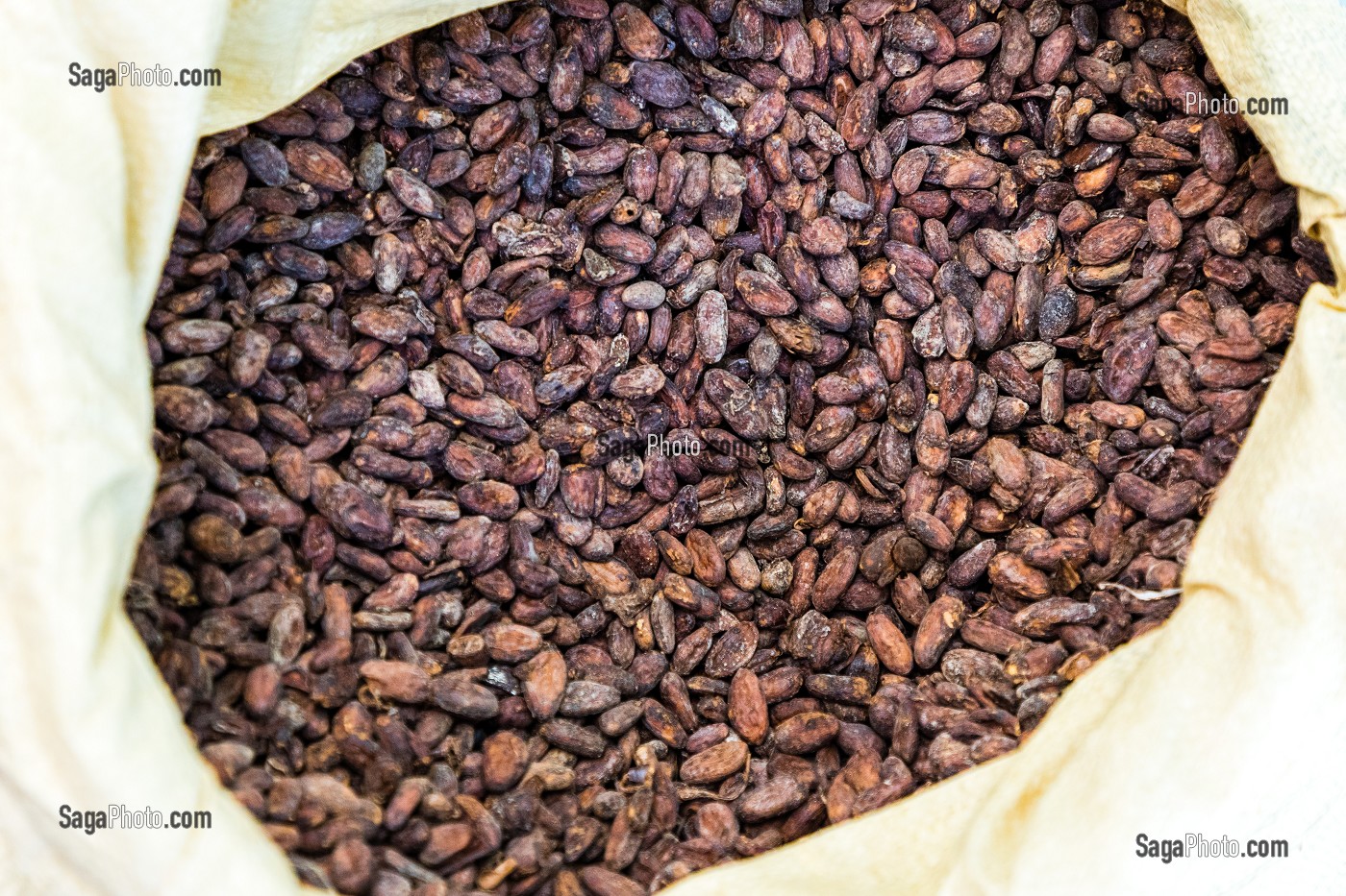 FEVES DE CACAO SECHEES, PLANTATION DE CACAO EL SENDERO DEL CACAO, HACIENDA LA ESMERALDA LAS PAJAS, SAN FRANCISCO DE MACORIS, REPUBLIQUE DOMINICAINE 