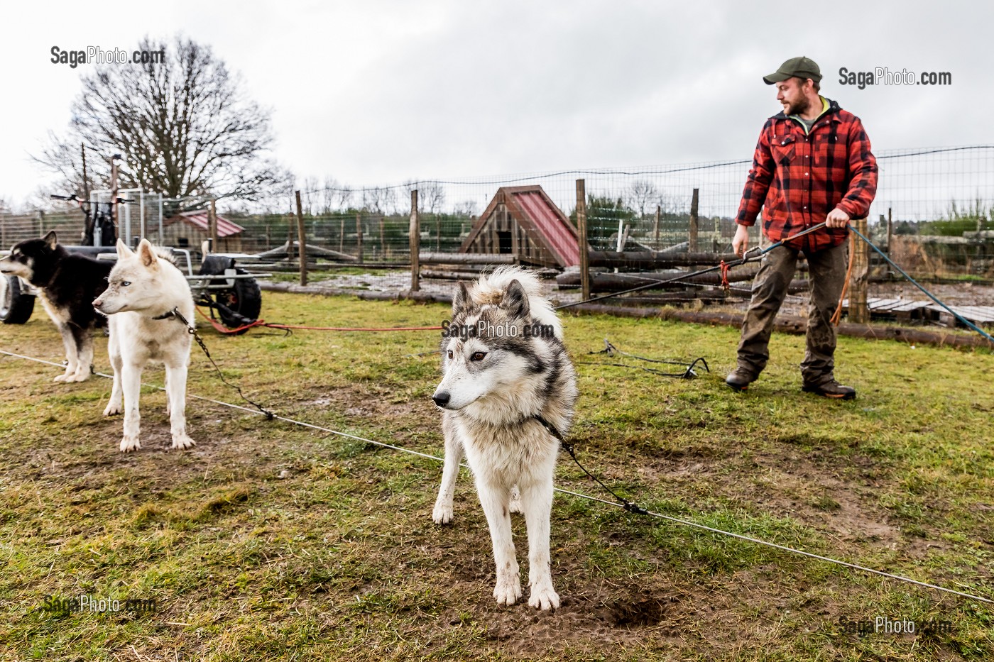 REMI AVICE, MUSHER DE CHIENS DE TRAINEAU, TAÏGA AVENTURE, LE REDONDET, CISTERNES LA FORET, (63) PUY DE DOME, AUVERGNE 