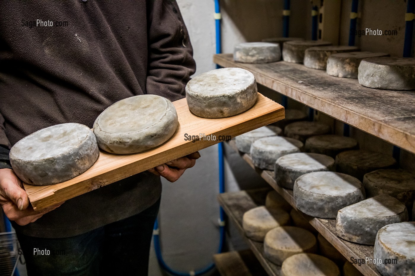 TOMME DE MONTAGNE, FROMAGES AFFINES (PATES PRESSEES, CRUE ET SEMI CUITE), FERME DE BLOMONT, MANZAT, COMBRAILLES, (63) PUY DE DOME, AUVERGNE 