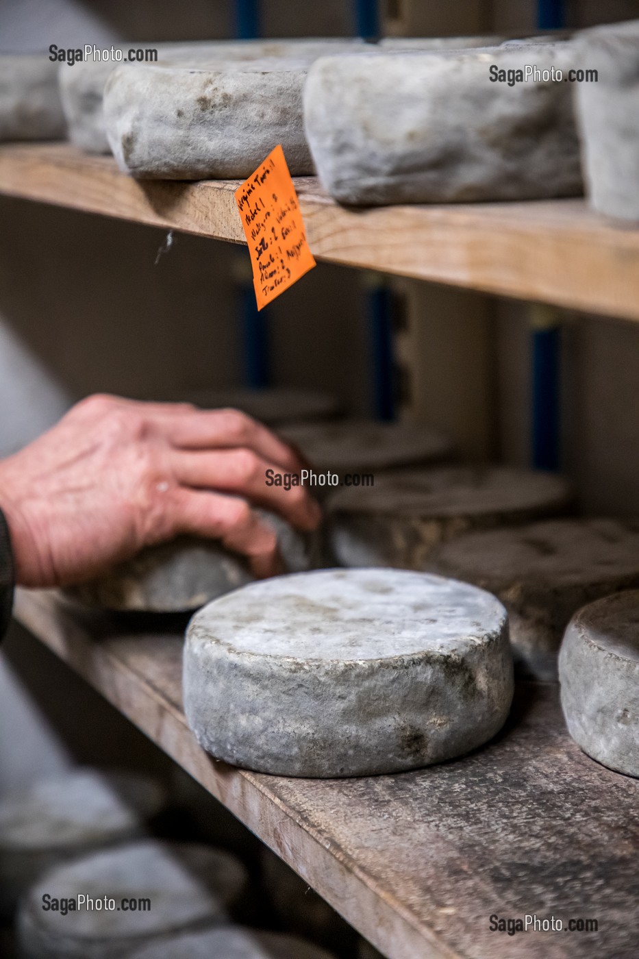 TOMME DE MONTAGNE, FROMAGES AFFINES (PATES PRESSEES, CRUE ET SEMI CUITE), FERME DE BLOMONT, MANZAT, COMBRAILLES, (63) PUY DE DOME, AUVERGNE 